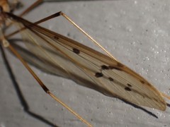 Tricyphona