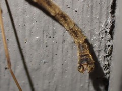 Tricyphona