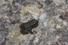 Eleutherodactylus verrucipes