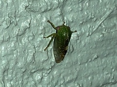 Smiliini