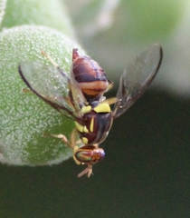 Bactrocera cacuminata