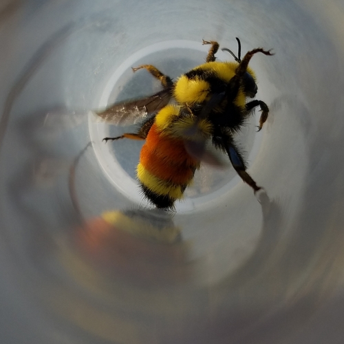 Hunt's Bumble Bee (Bombus huntii), a species recorded in Montana