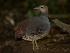 Crypturellus noctivagus