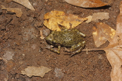 Eleutherodactylus verrucipes