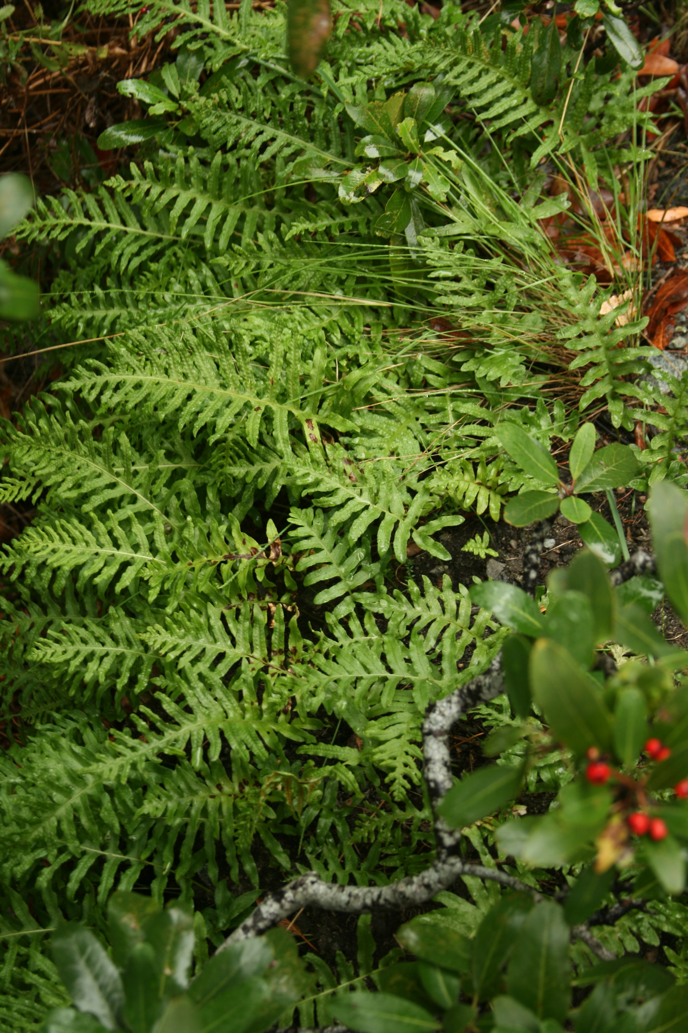 Polypodium californicum