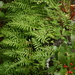 Polypodium californicum - Photo (c) dogtooth77, μερικά δικαιώματα διατηρούνται (CC BY-NC-SA)