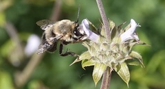 Habropoda tristissima