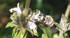 Habropoda tristissima