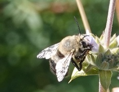 Habropoda tristissima