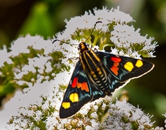 Mimoniades montana