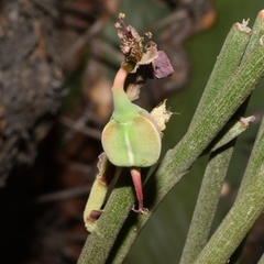 Euphorbia cymbifera