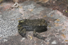 Eleutherodactylus verrucipes