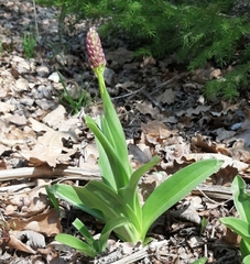 Orchis purpurea