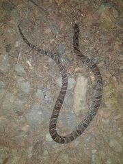 Stenorrhina degenhardtii