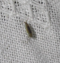 Arcitalitrus sylvaticus