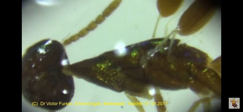Platynocheilinae