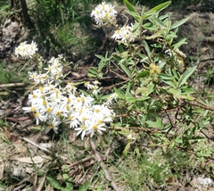 Olearia phlogopappa