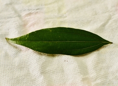 Cinnamomum subavenium