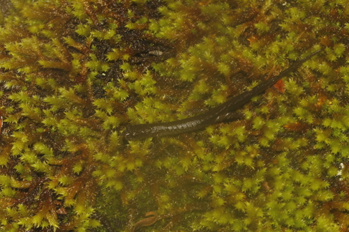 Toothy Splayfoot Salamander