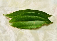 Cinnamomum subavenium