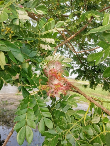 Monkey pod tree