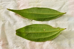 Cinnamomum subavenium