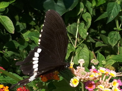 Papilio polytes romulus
