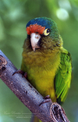 Eupsittula canicularis