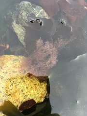 Callithamnion bisporum