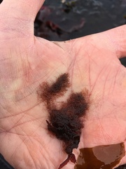 Callithamnion bisporum