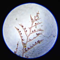 Callithamnion bisporum