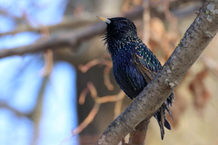 Sturnus vulgaris