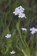 Plagiobothrys chorisianus chorisianus
