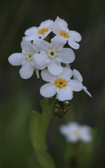 Plagiobothrys chorisianus chorisianus