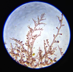 Callithamnion bisporum