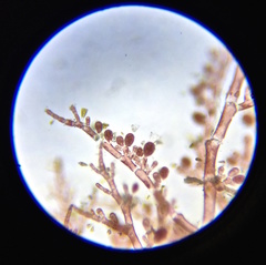 Callithamnion bisporum