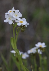 Plagiobothrys chorisianus chorisianus