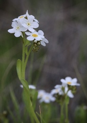 Plagiobothrys chorisianus chorisianus