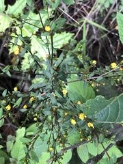 Hypericum silenoides