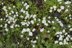 Plagiobothrys chorisianus chorisianus