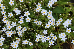 Plagiobothrys chorisianus chorisianus