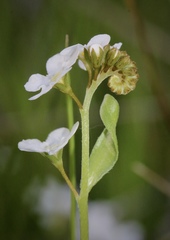 Plagiobothrys chorisianus chorisianus