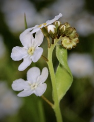 Plagiobothrys chorisianus chorisianus
