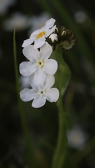Plagiobothrys chorisianus chorisianus