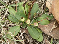 Solenogyne dominii