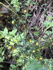 Hypericum silenoides