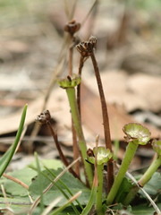 Solenogyne dominii