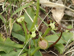 Solenogyne dominii