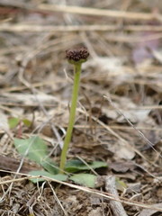 Solenogyne dominii