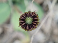 Solenogyne dominii